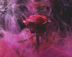 Számfestő Füstös Rózsa - vászonkép (vaszflo017)