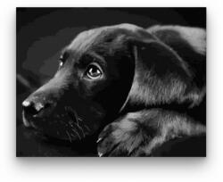 Fekete Labrador - számfestő készlet