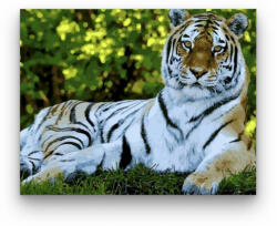  Fekvő tigris - számfestő készlet