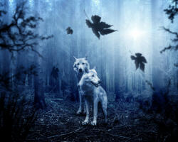 Számfestő Sötét erdő farkasai - vászonkép (vaszan024)