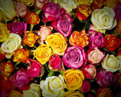 Számfestő Színes Rózsavirágok - vászonkép (vaszflo019)