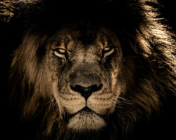 Számfestő Afrikai oroszlán - vászonkép (vaszan025)