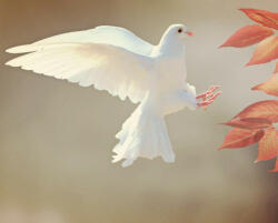Számfestő Fehér galamb - vászonkép (vaszan009)