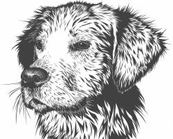 Számfestő Kutya portré - vászonkép (vaszan033)