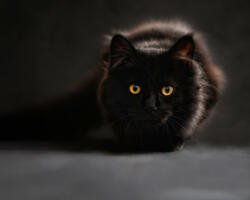 Számfestő Fekete macska - vászonkép (vaszan046)