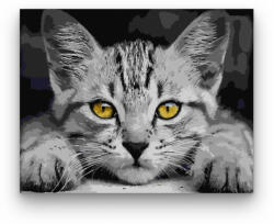  Sárga szemű cica - számfestő készlet