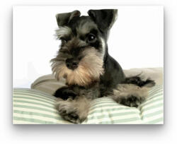  Terrier - számfestő készlet