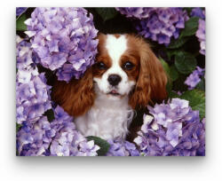 Számfestő Kutya És Virágok - számfestő készlet (dogs033)