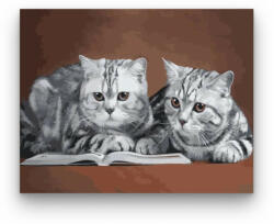  Olvasó cicák - számfestő készlet