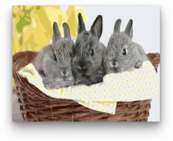  Szürke nyuszik - számfestő készlet