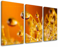  3-részes falfesték RASTLINY RA002E30