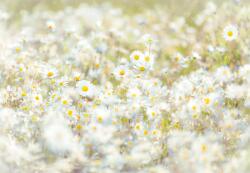 Komar / Consalnet Photomural "Daisies", 8 részes poszter, 368x254 cm, Colours - Imagine Ed. 5 8-994