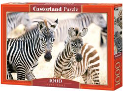 Castorland 1000 db-os puzzle - Fiatal Zebrák (C-105021)