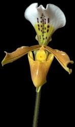 Liberation / Deception orchidea eszencia