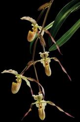 Light of My Eye orchidea eszencia