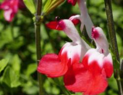 Salvia microphylla 'hot lips' évelõ õszi zsálya 14 cm cserépben