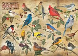 Cobble Hill 40179 - Popular Backyard Wild Birds of North America - 1000 db-os puzzle (40179)