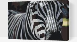  Festés számok szerint - Fókuszban a zebra Méret: 40x60cm, Keretezés: Műanyagtáblával