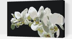 Festés számok szerint - Fehér orchidea 2 Méret: 40x60cm, Keretezés: Kartonlemezen