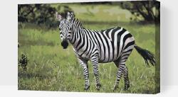  Festés számok szerint - Zebra a vadonban Méret: 40x60cm, Keretezés: Műanyagtáblával