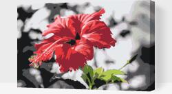  Festés számok szerint - Piros virág szürke háttérrel Méret: 40x60cm, Keretezés: Fatáblával