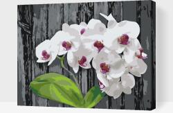  Festés számok szerint - Fehér orchidea Méret: 40x50cm, Keretezés: Fatáblával
