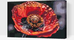  Festés számok szerint - Pipacs Méret: 40x60cm, Keretezés: Műanyagtáblával