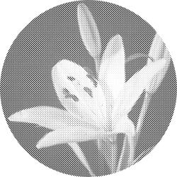  PontPöttyöző - Liliom Méret: 50x50cm, Keretezés: Műanyagtáblával, Szín: Fekete