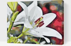 Festés számok szerint - Fehér liliom Méret: 30x40cm, Keretezés: Kartonlemezen