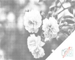  PontPöttyöző - Virágzó fehér rózsák Méret: 30x40cm, Keretezés: Kartonlemezen, Szín: Zöld