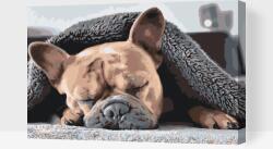 Festés számok szerint - Fáradt bulldog Méret: 40x60cm, Keretezés: Fatáblával