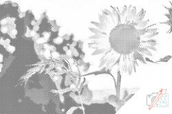  PontPöttyöző - Napraforgó a mezőn Méret: 40x60cm, Keretezés: Kartonlemezen, Szín: Fekete