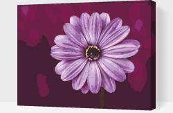 Festés számok szerint - Lila gerbera Méret: 40x50cm, Keretezés: Kartonlemezen