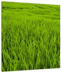 Mivali Tablou cu iaraba, dintr-o bucată 40x40 cm (V020340V4040)