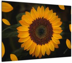Mivali Tablou pe sticlă - Floarea soarelui și petale, dintr-o bucată 70x50 cm pe sticlă (V021736V7050GD)