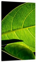 Mivali Tablou - frunză verde, dintr-o bucată 20x30 cm (V020628V2030)