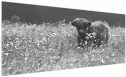 Mivali Tablou - Vacă scoțiană 5, alb-negru, dintr-o bucată 250x125 cm (V024132V250125)