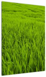 Mivali Tablou cu iaraba, dintr-o bucată 50x70 cm (V020340V5070)
