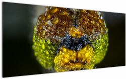 Mivali Tablou detailat cu ochii de omidă, dintr-o bucată 120x50 cm (V020320V12050)