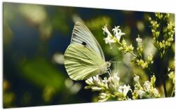 Mivali Tablou pe sticlă cu fluture, dintr-o bucată 100x50 cm pe sticlă (V021360V10050GD)