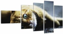 Mivali Tablou cu pisica, din cinci bucăți 110x60 cm (V020963V11060)