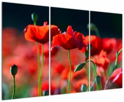 Mivali Tablou - flori de maci, din trei bucăți 120x80 cm (V020302V120803PCS)