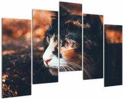 Mivali Tablou - Privirea pisicii, din cinci bucăți 125x90 cm (V022578V12590)