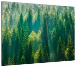 Mivali Tablou pe sticlă - Pădurea de brazi, dintr-o bucată 70x50 cm pe sticlă (V023338V7050GD)