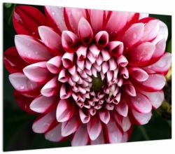 Mivali Tablou pe sticlă cu dalie roz, dintr-o bucată 70x50 cm pe sticlă (V021556V7050GD)
