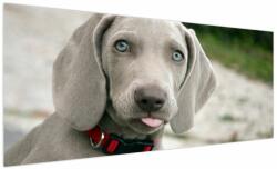 Mivali Tablou - cățeluș weimaraner, dintr-o bucată 250x125 cm (V020570V250125)