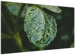 Mivali Tablou - picături pe frunză, dintr-o bucată 120x70 cm (V020426V12070)