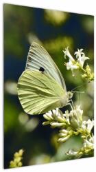 Mivali Tablou cu fluture, dintr-o bucată 60x90 cm (V021360V6090)