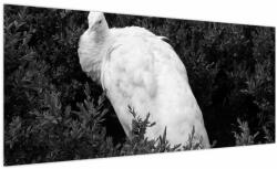 Mivali Tablou - Păun, alb-negru, dintr-o bucată 100x40 cm (V024110V10040)