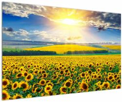 Mivali Tablou - Câmp cu floarea soarelui, dintr-o bucată 120x80 cm (V022514V12080)